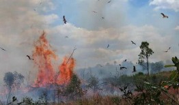 火鹰最新爆料视频