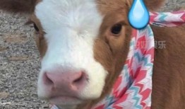 娱乐吃瓜酱导盲犬,跟随“吃瓜酱”探索无障碍世界的欢乐时光